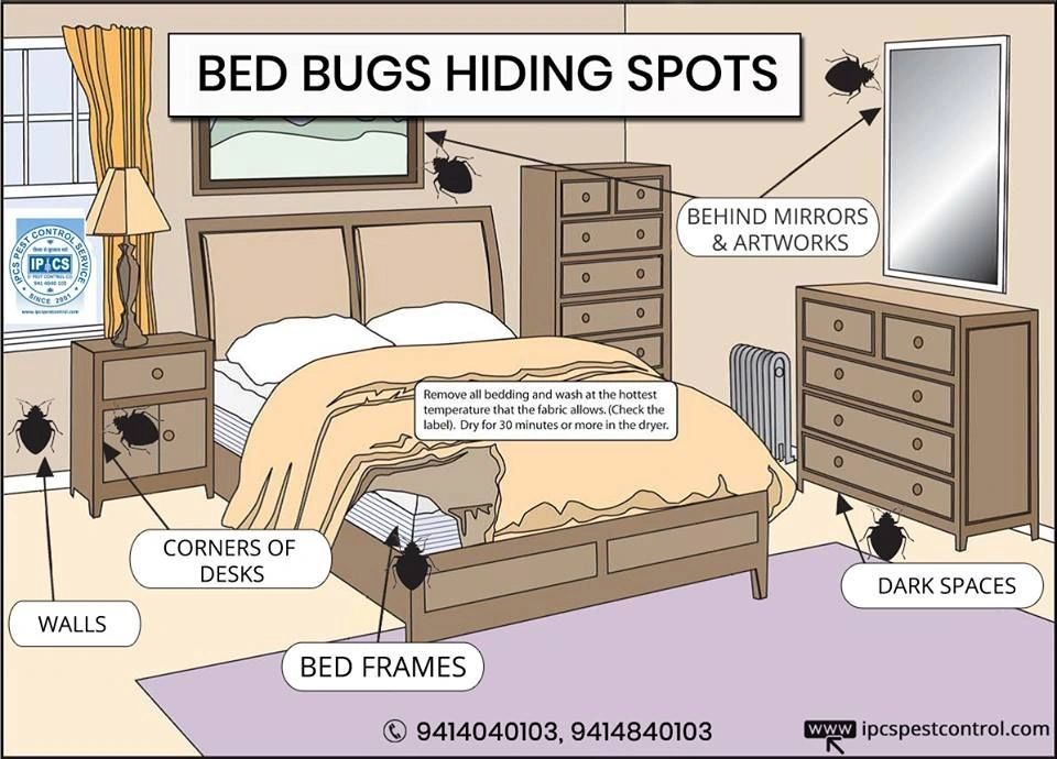 Where are the Bed bug secret hiding spot?